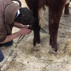 Meet your Posher, Remi